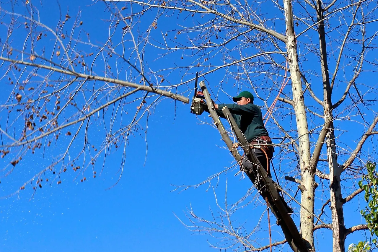 Tree pruning service for healthier trees in Metro Atlanta by Mr. Grapple