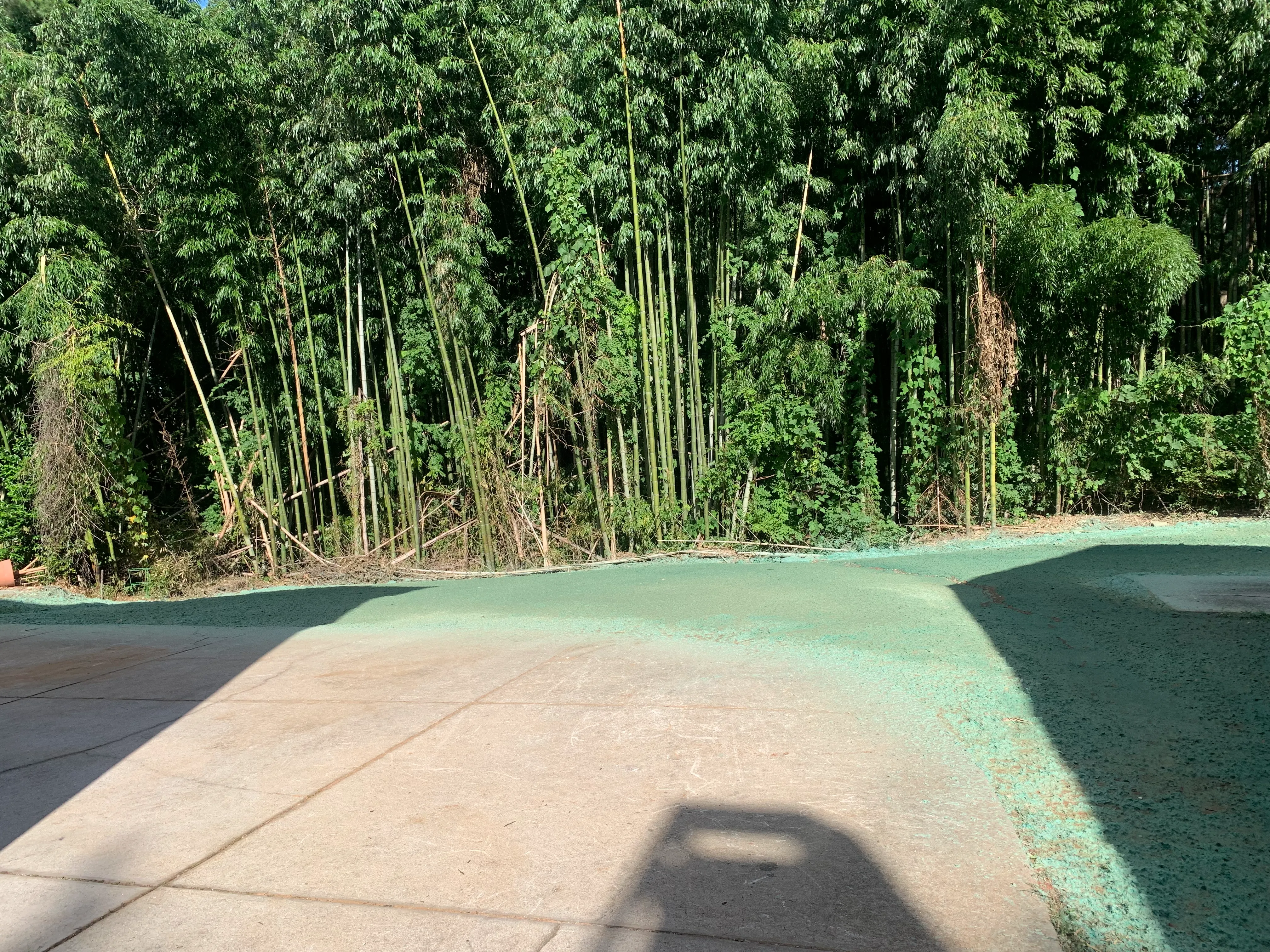 Yard after CE Lawn Care treatment