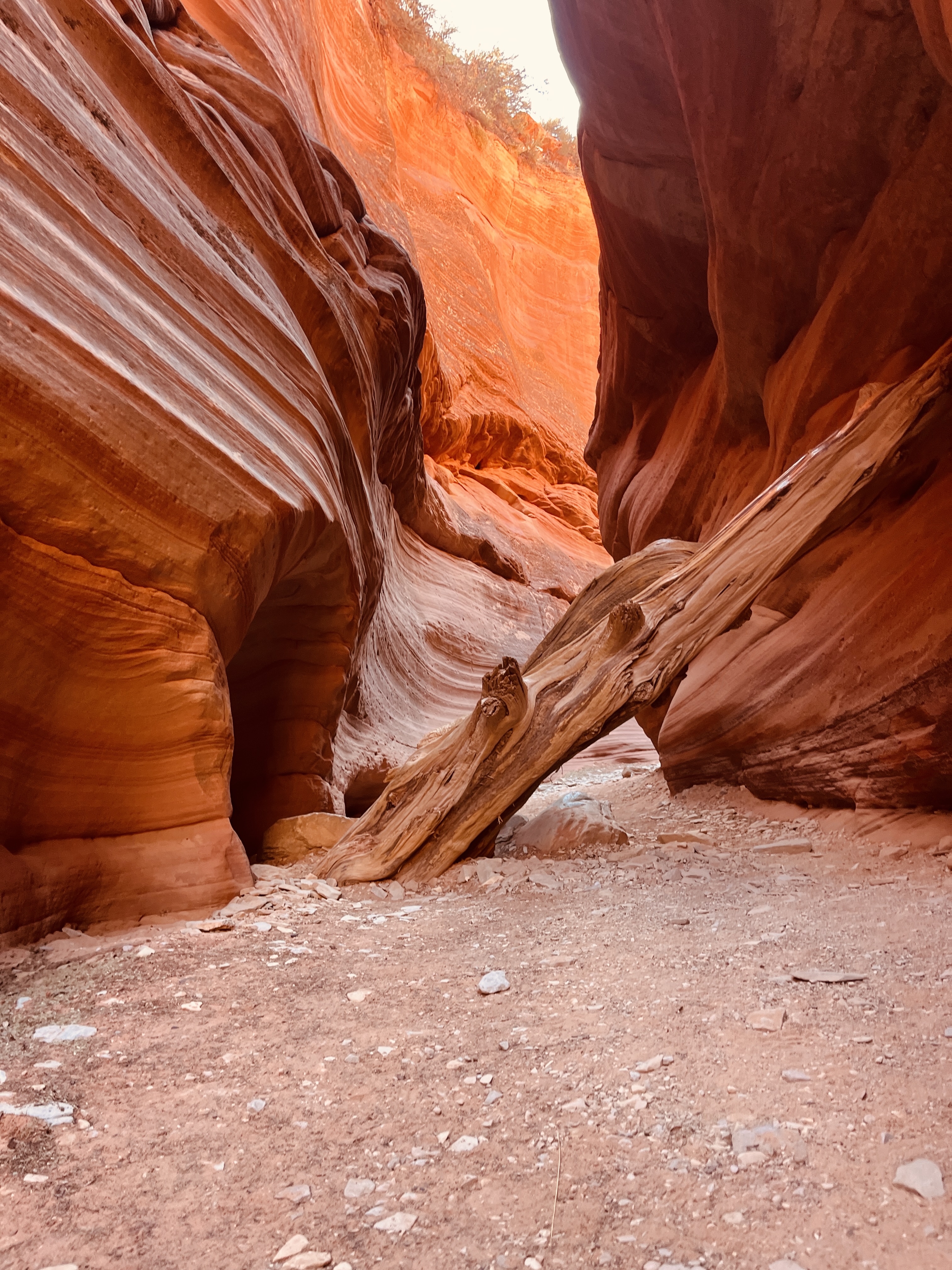 A large fallen log wedged between glowing sandstone slot canyon walls. A large fallen log wedged between glowing sandstone slot canyon walls.
