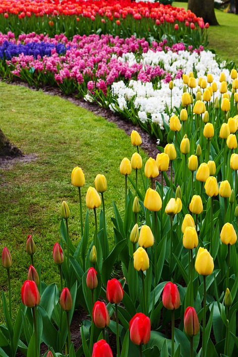 Tulip Display Tulip Display