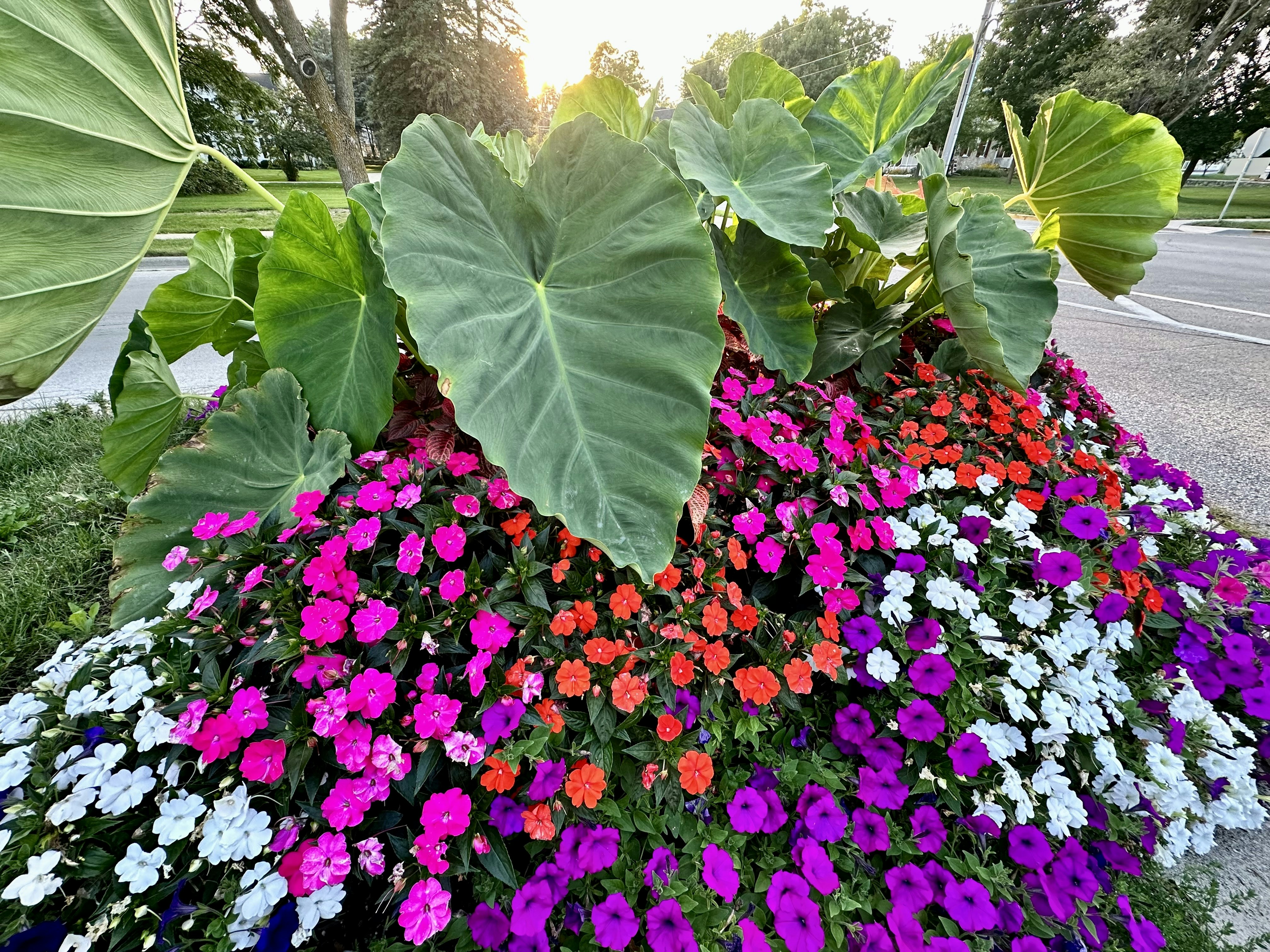 annuals annuals