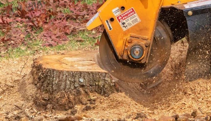 Tree stump grinding in action