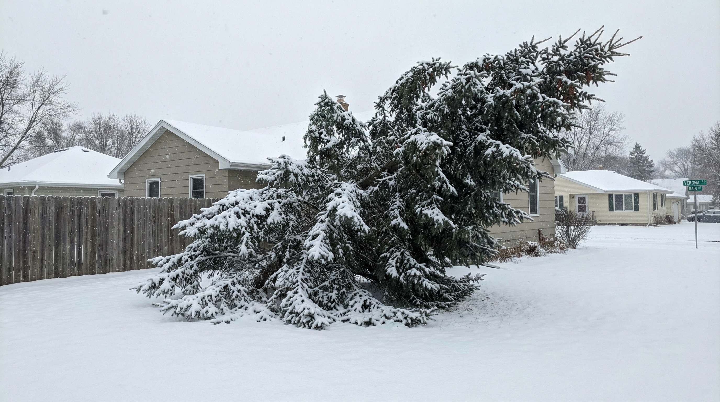 Snow-laden evergreen with visible branch bending in Verona residential yard