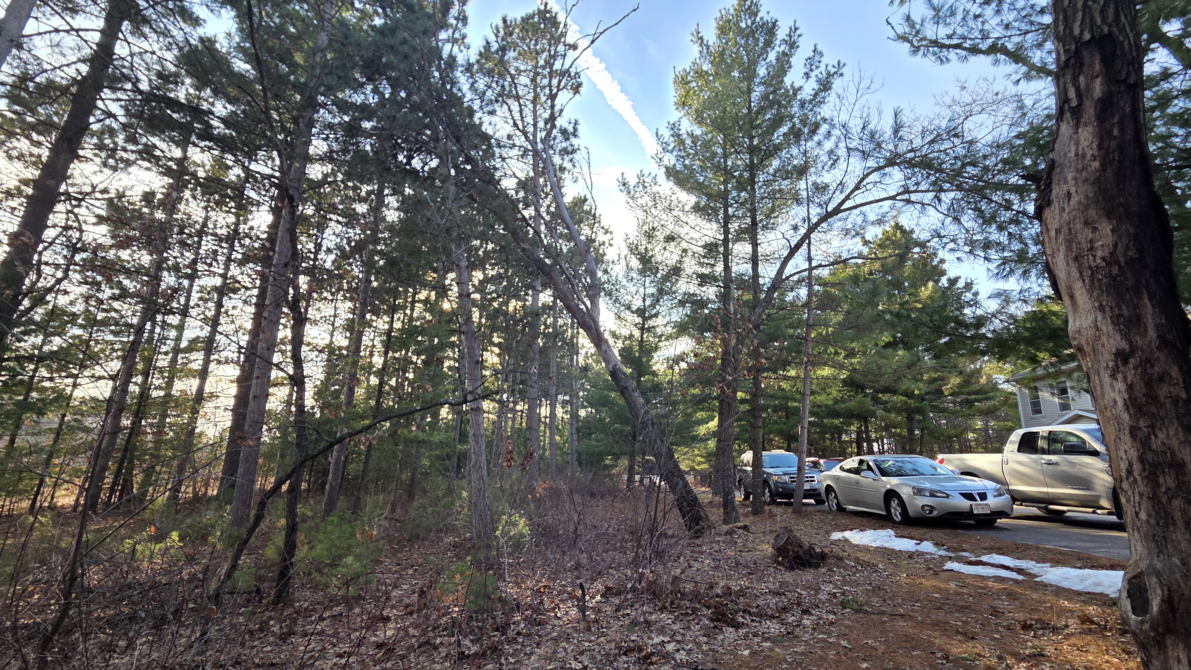 Leaning oak tree showing soil disruption and root exposure near residential home.