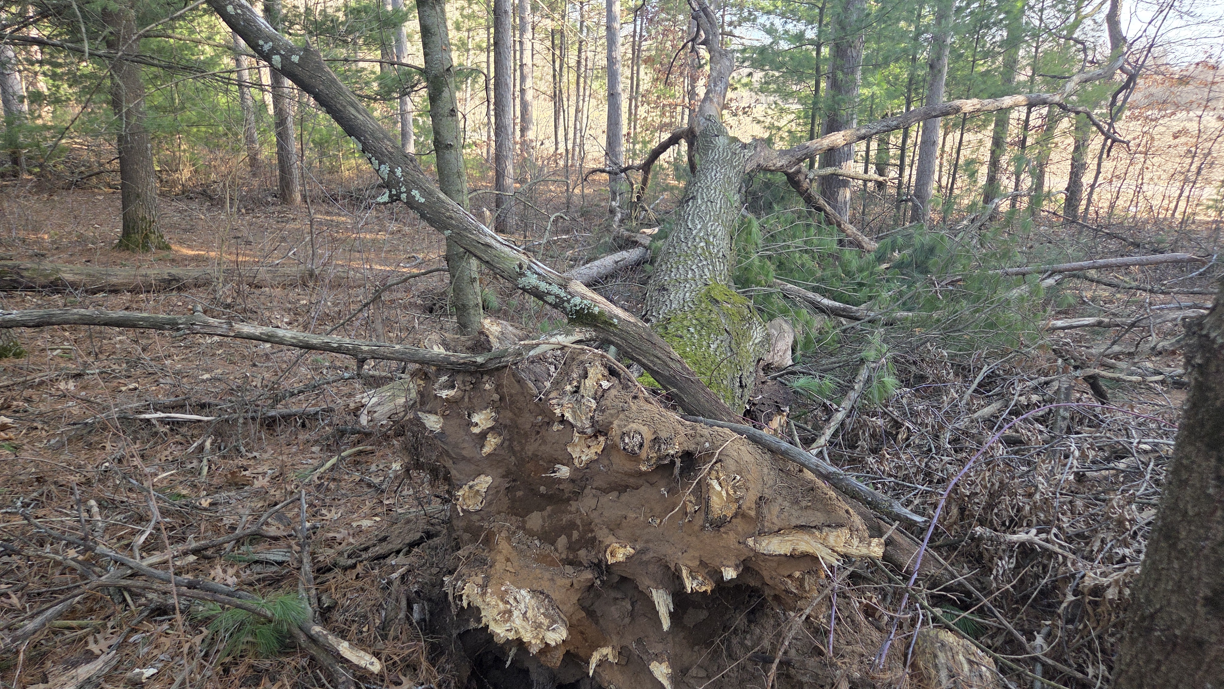 Fallen oak tree in a yard in Stoughton
