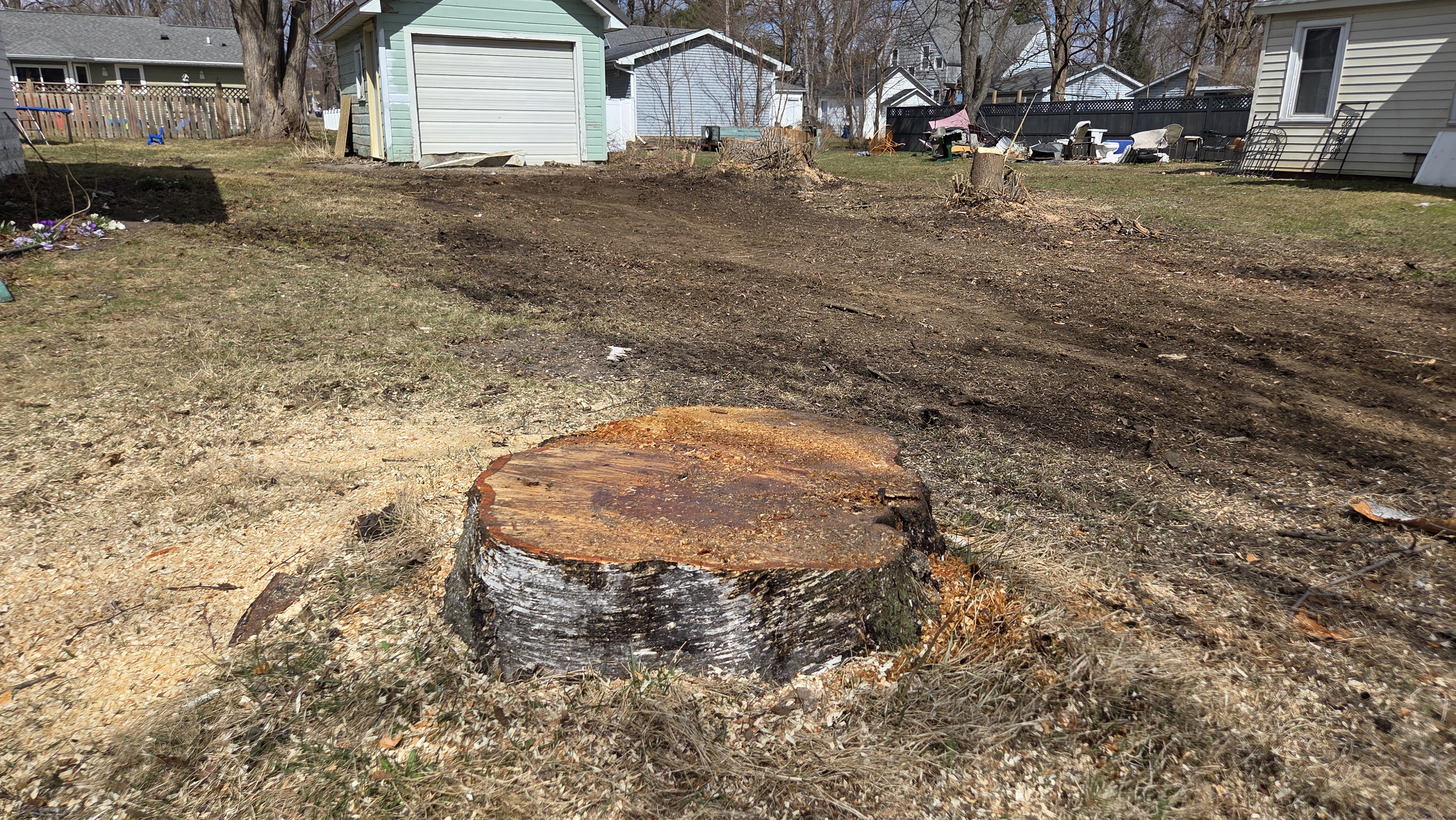 Large tree stump after tree removal in a residential neighborhood in Wisconsin.