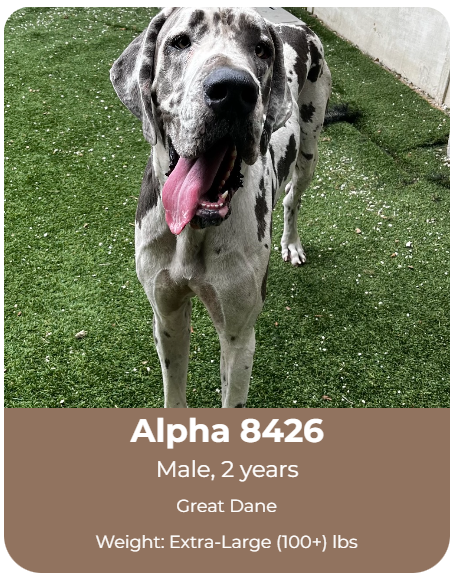 Adoptable dog at Big Dog Ranch Rescue