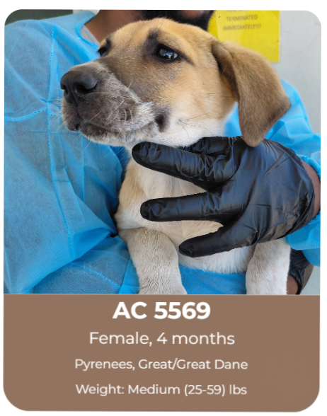 Adoptable dog at Big Dog Ranch Rescue