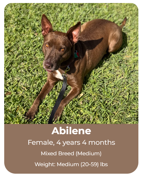 Adoptable dog at Big Dog Ranch Rescue