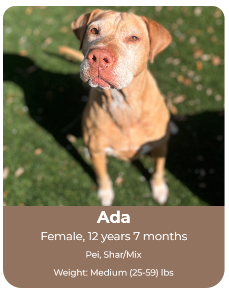 Adoptable dog at Big Dog Ranch Rescue