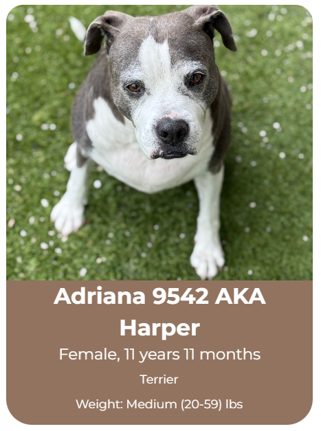 Adoptable dog at Big Dog Ranch Rescue