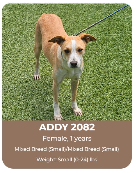 Adoptable dog at Big Dog Ranch Rescue