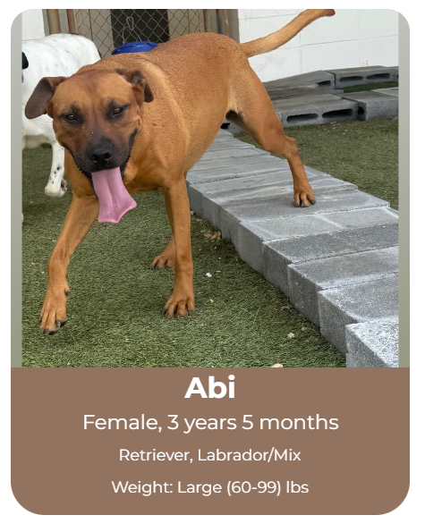 Adoptable dog at Big Dog Ranch Rescue