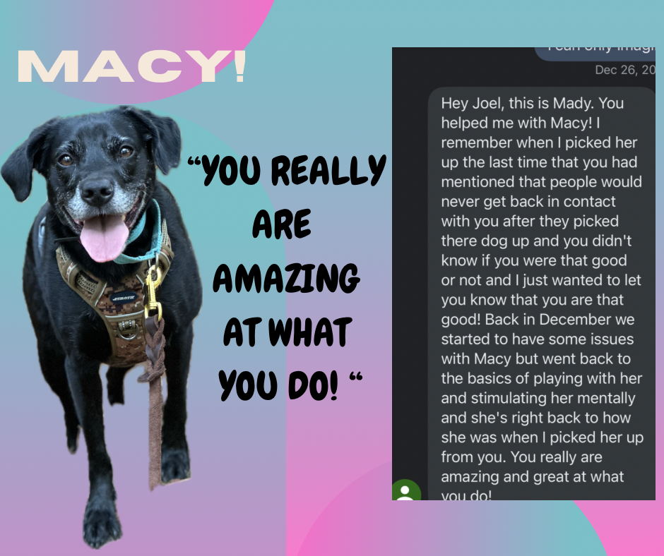 Client review showing real progress with their dog after training with Scoob and I