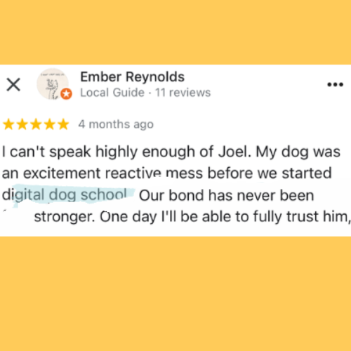 Five-star review highlighting Digital Dog School