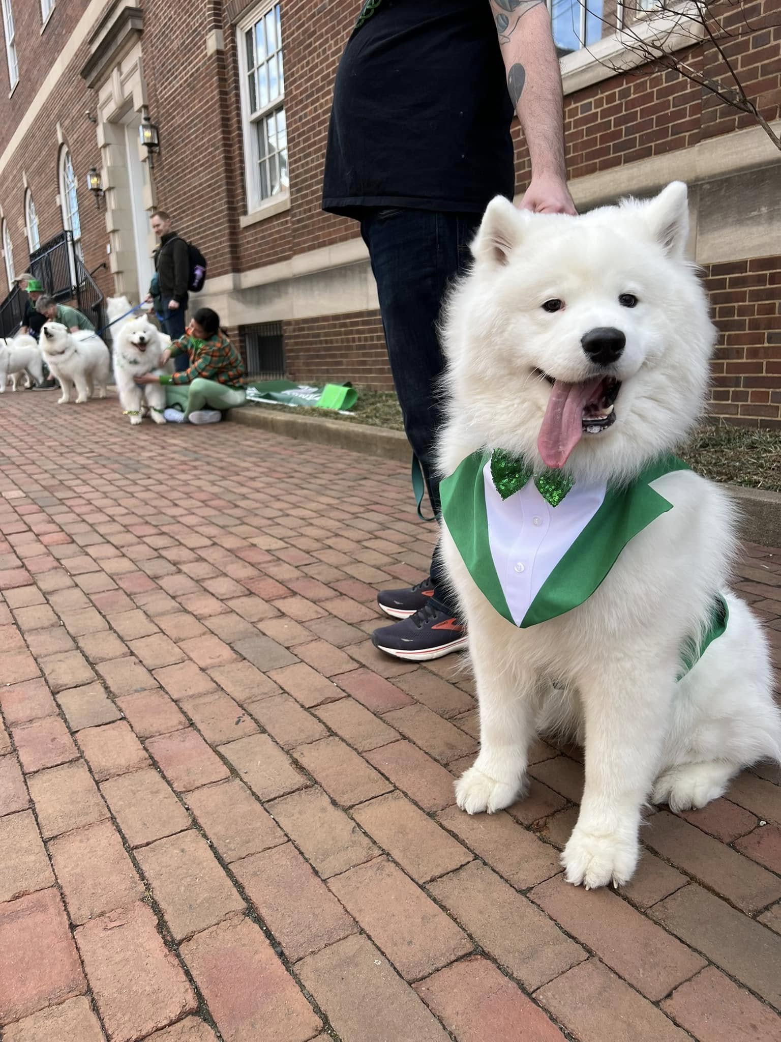 Inky Inkblot review — Scoob and I Dog Training