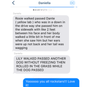 Daniella: Rosie walked past dogs, tail wagging