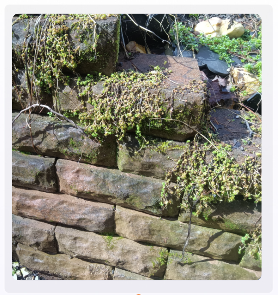 Black mold-stained brick walkway before pressure washing in Ball Ground GA
