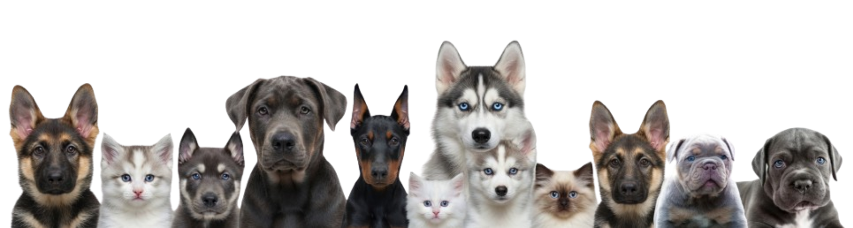 Row of puppies