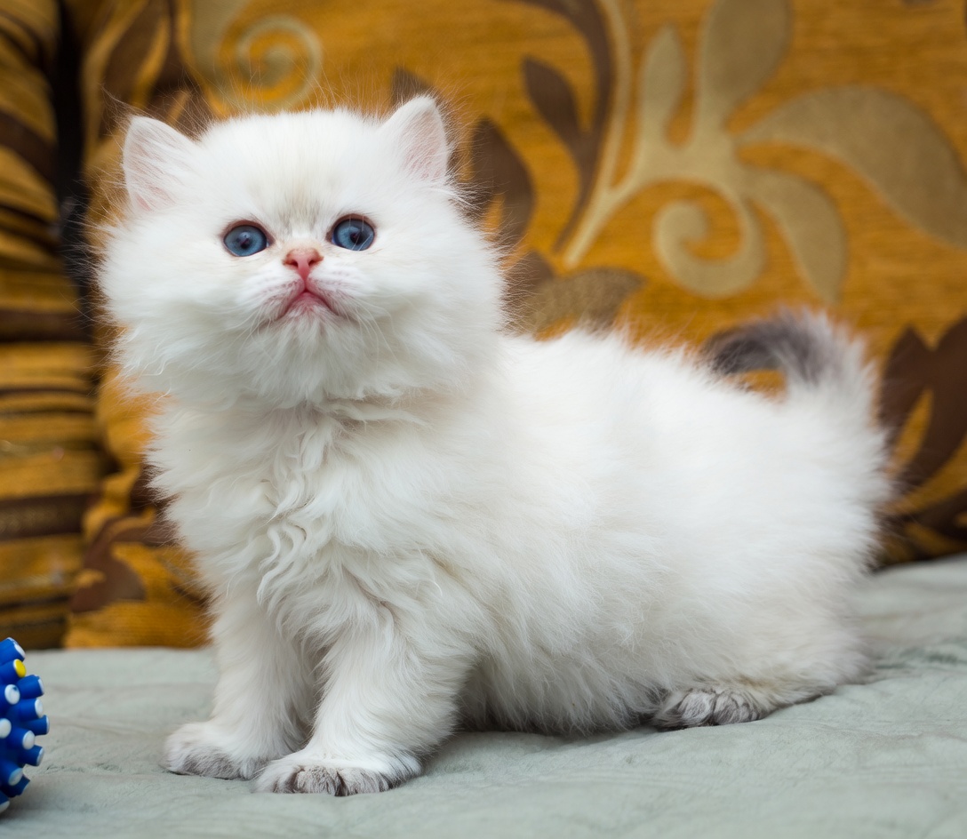 White Kitten