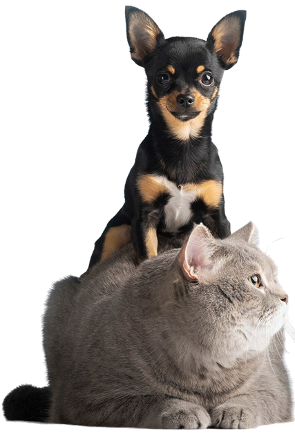 Dog and Cat
