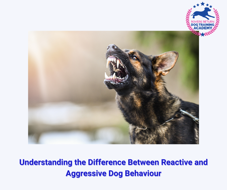 Understanding the Difference Between Reactive and Aggressive Dog Behaviour