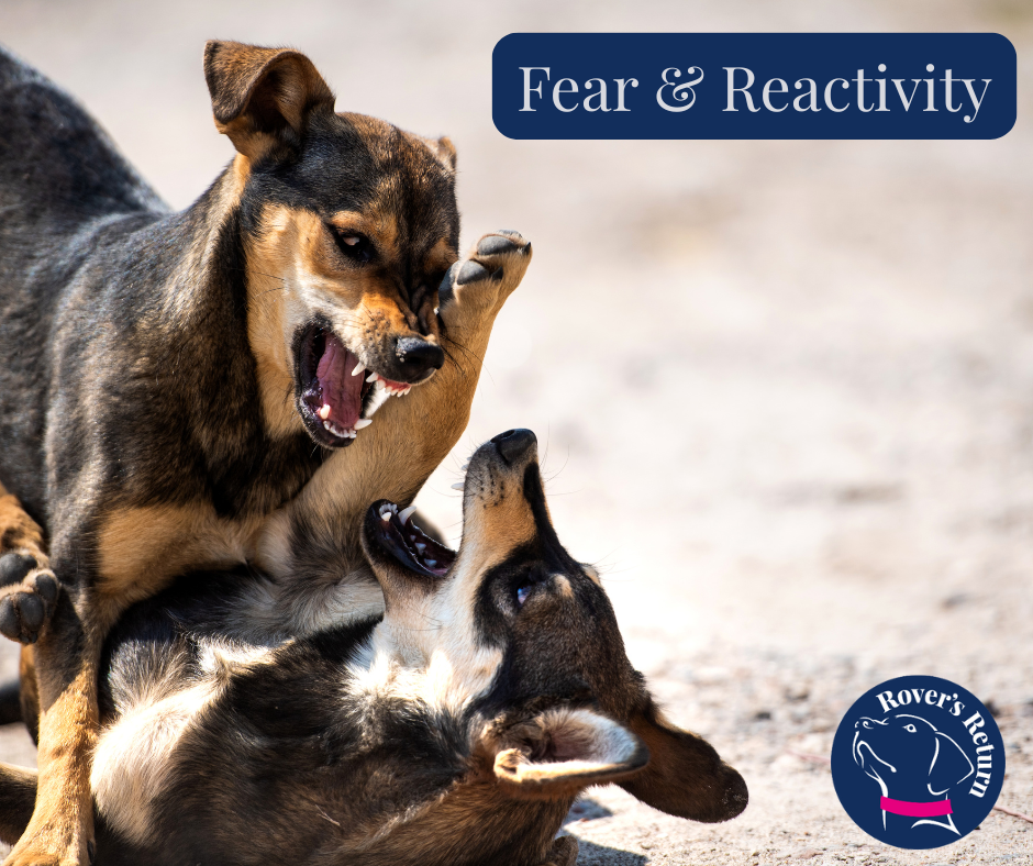 Fear and Reactivity Specilaist Rovers Return Behaviour Leicestershire