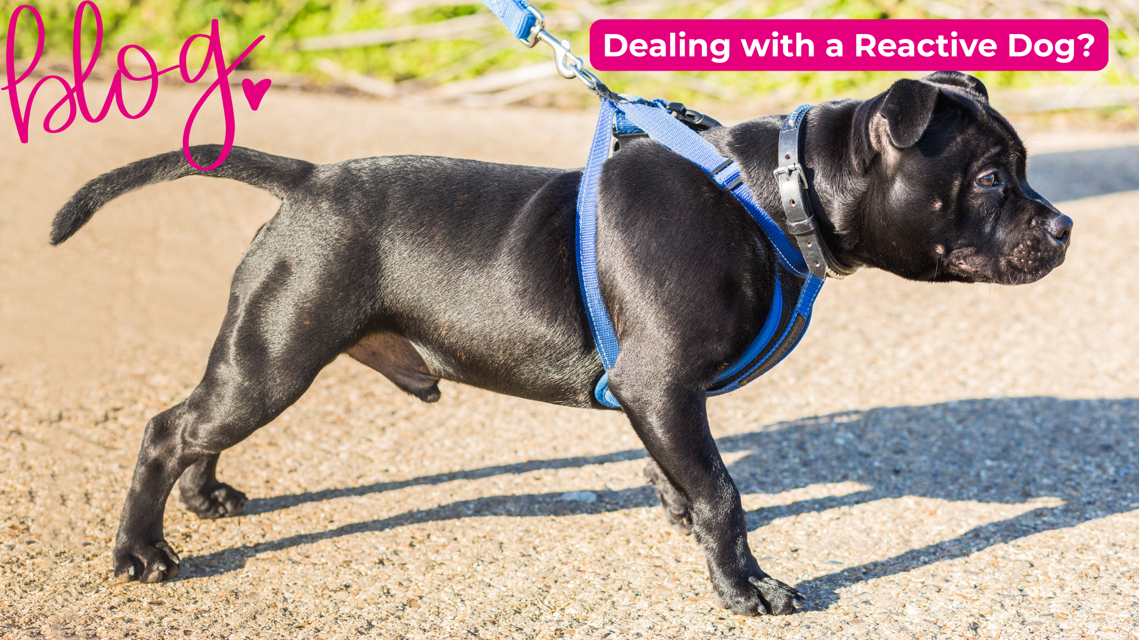 Check out my blog on dealing with reactive dogs Check out my blog on dealing with reactive dogs