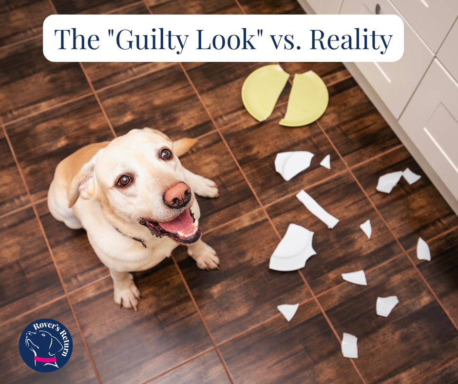 The guilty look in dogs The guilty look in dogs