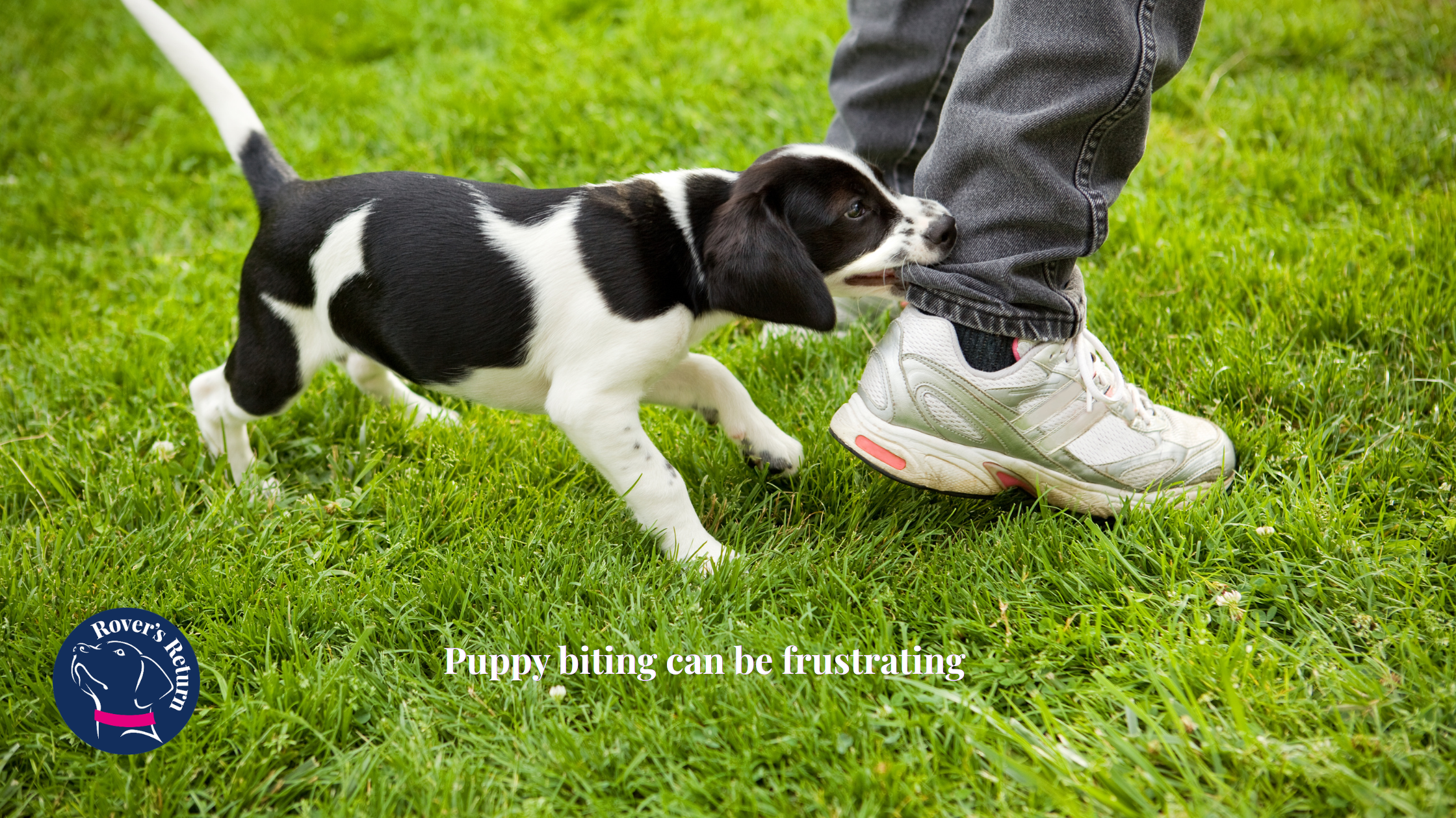 Reduce Puppy Biting Reduce Puppy Biting