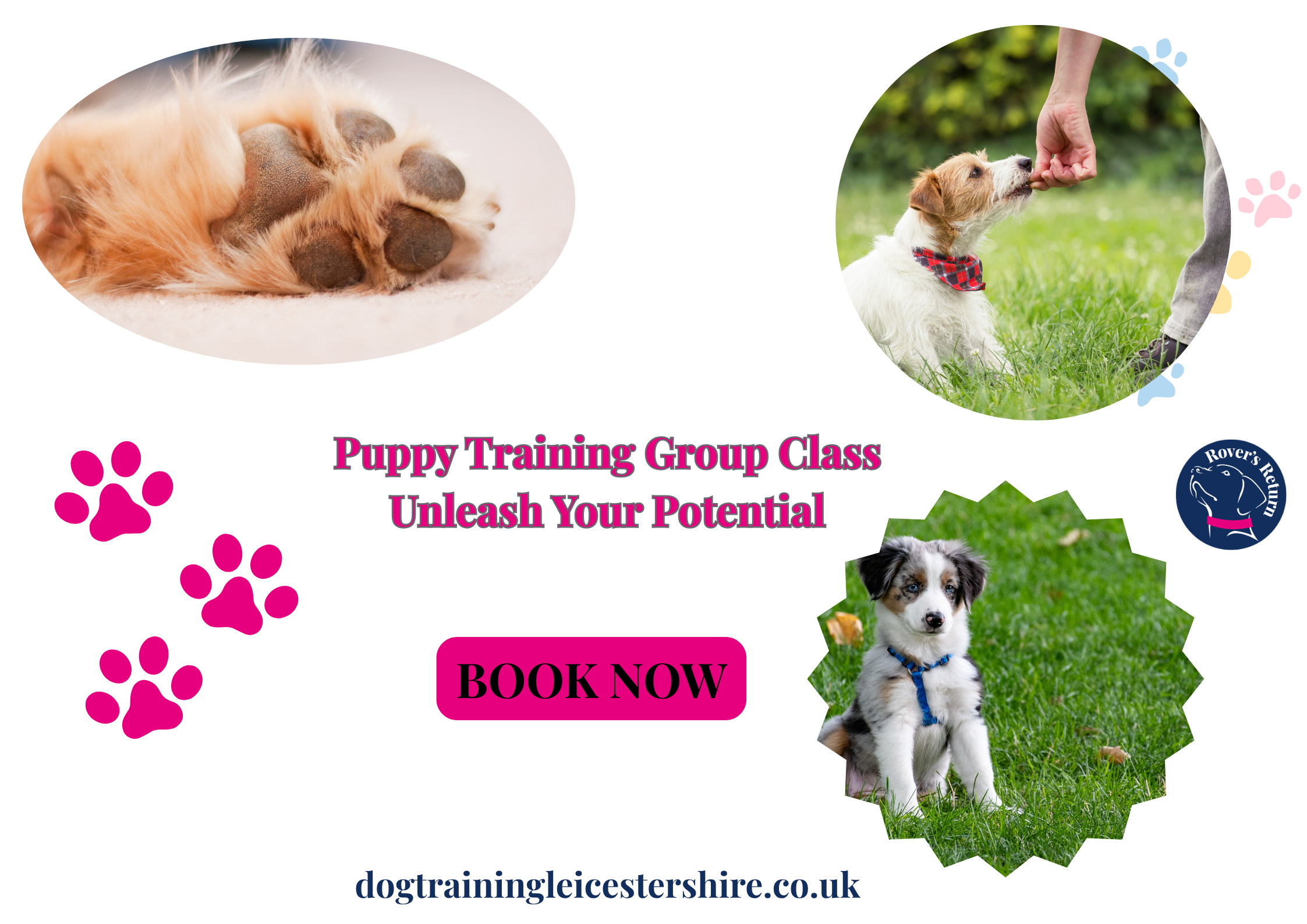Puppy Classess in Leicestershire Rovers Return Dog Training Puppy Classess in Leicestershire Rovers Return Dog Training