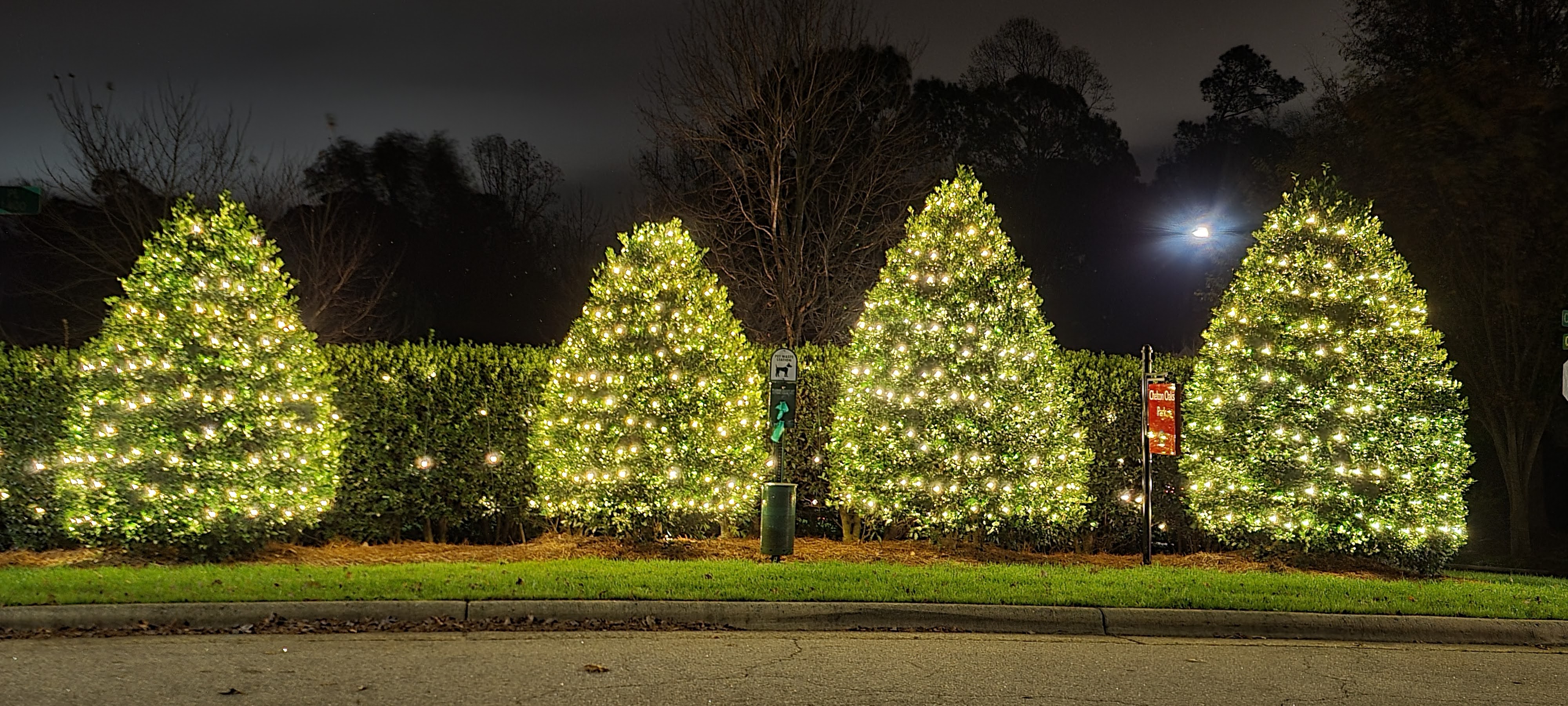 White Christmas lights on small trees and bushes