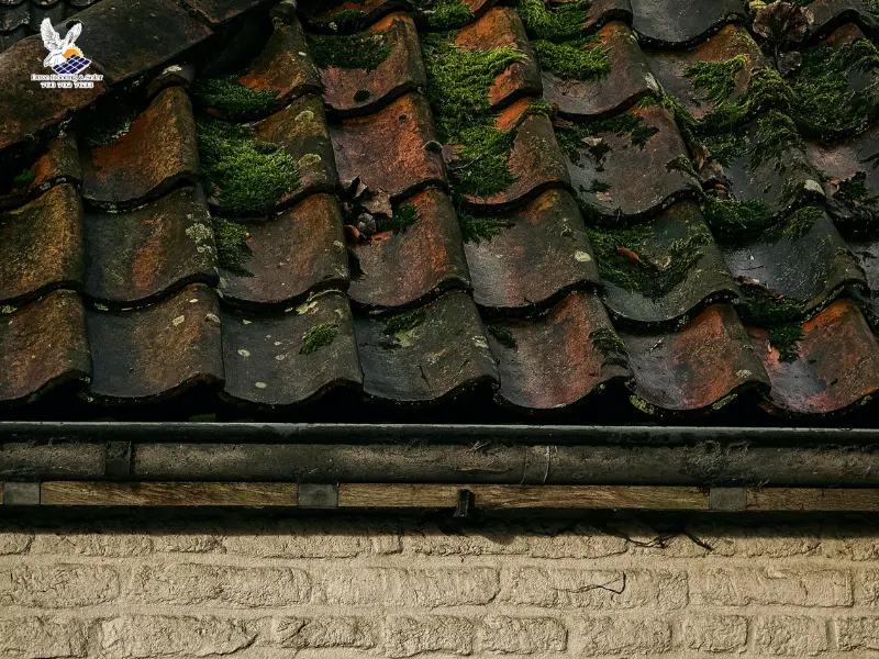 Heavily moss covered clay tile roof in need of cleaning.