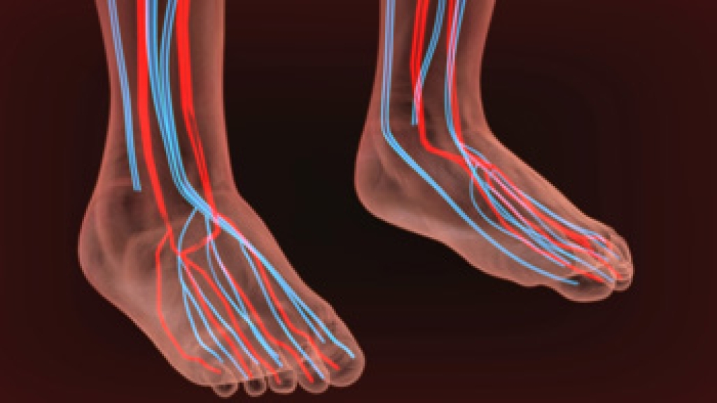Illustration of both feet showing arteries in red and veins in blue running from the lower legs down into the toes.