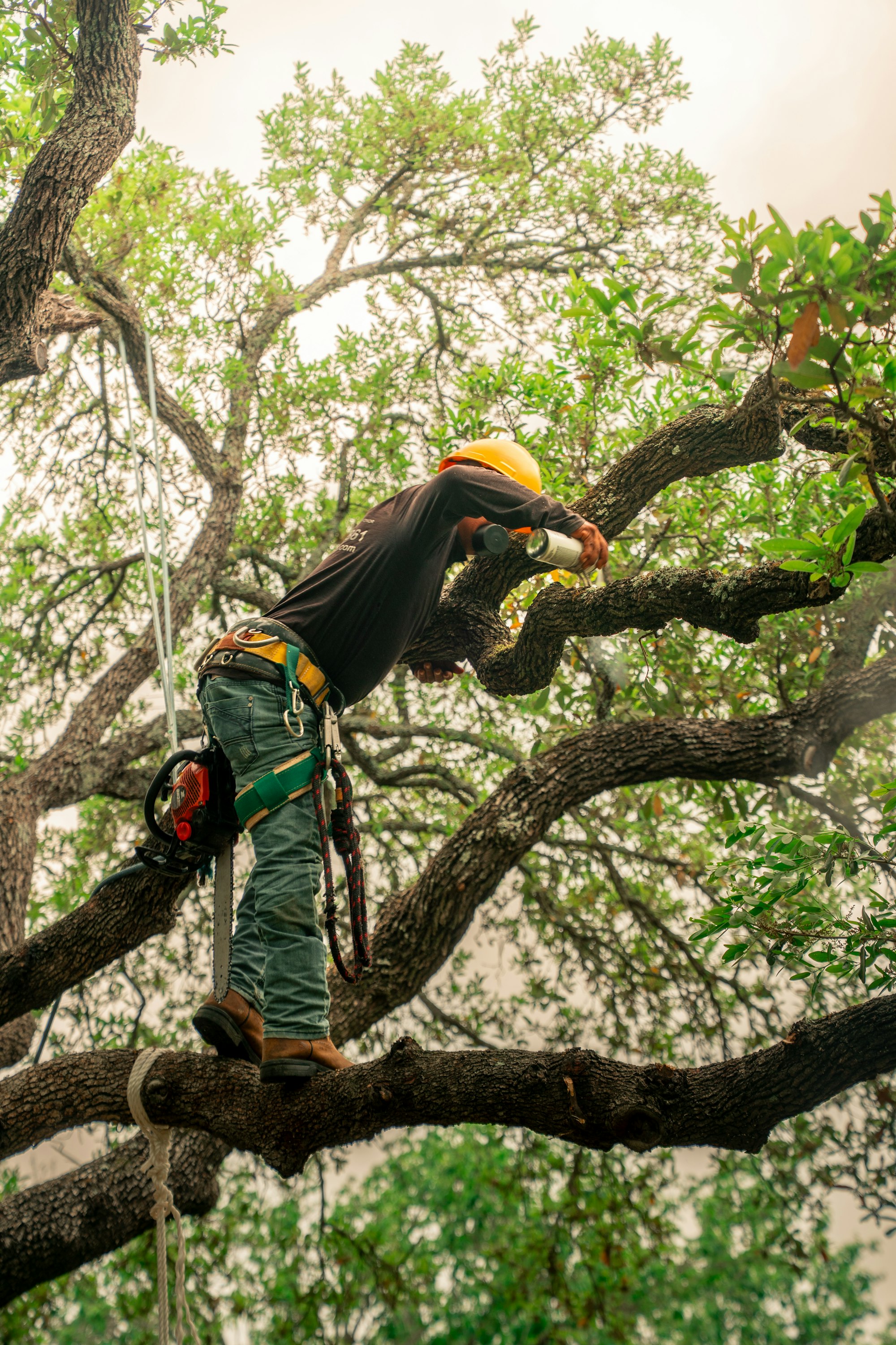 Arborist in a harness pruning branches high in a large oak