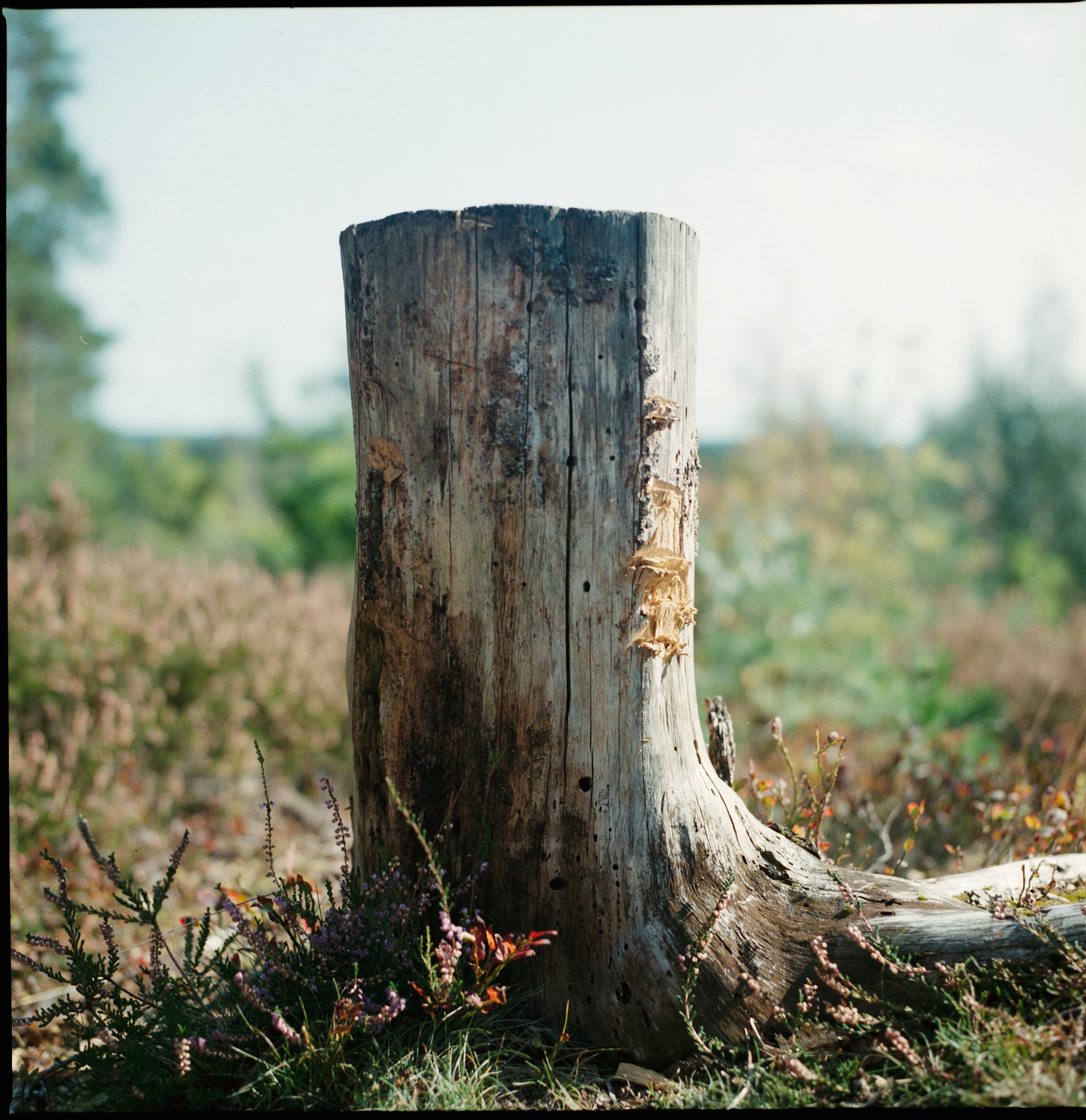 Tall weathered tree stump standing in a grassy yard