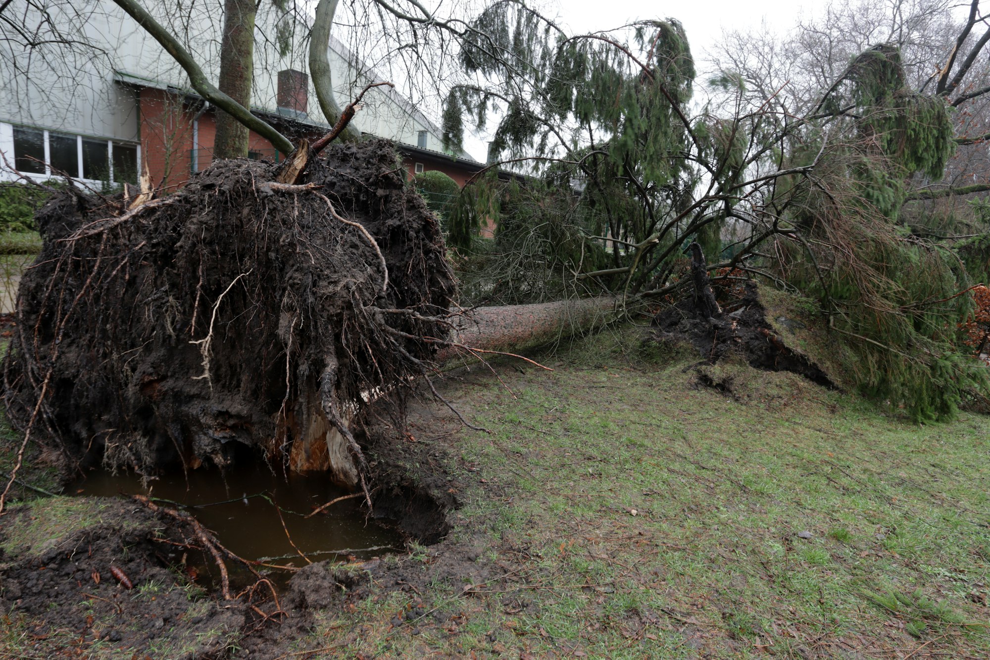 Large tree pulled out by its roots, lying across a lawn