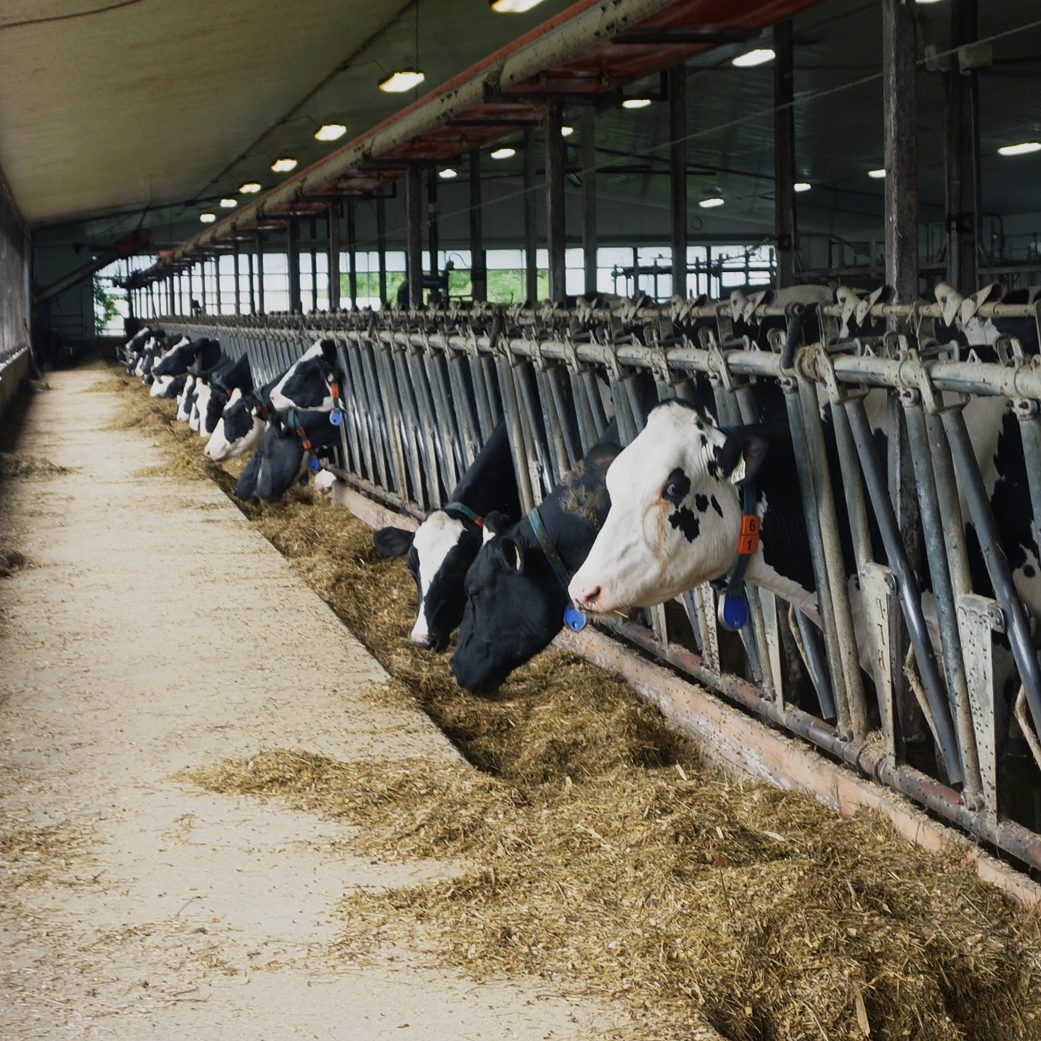 Rangée de vaches laitières à l'auge dans une étable
