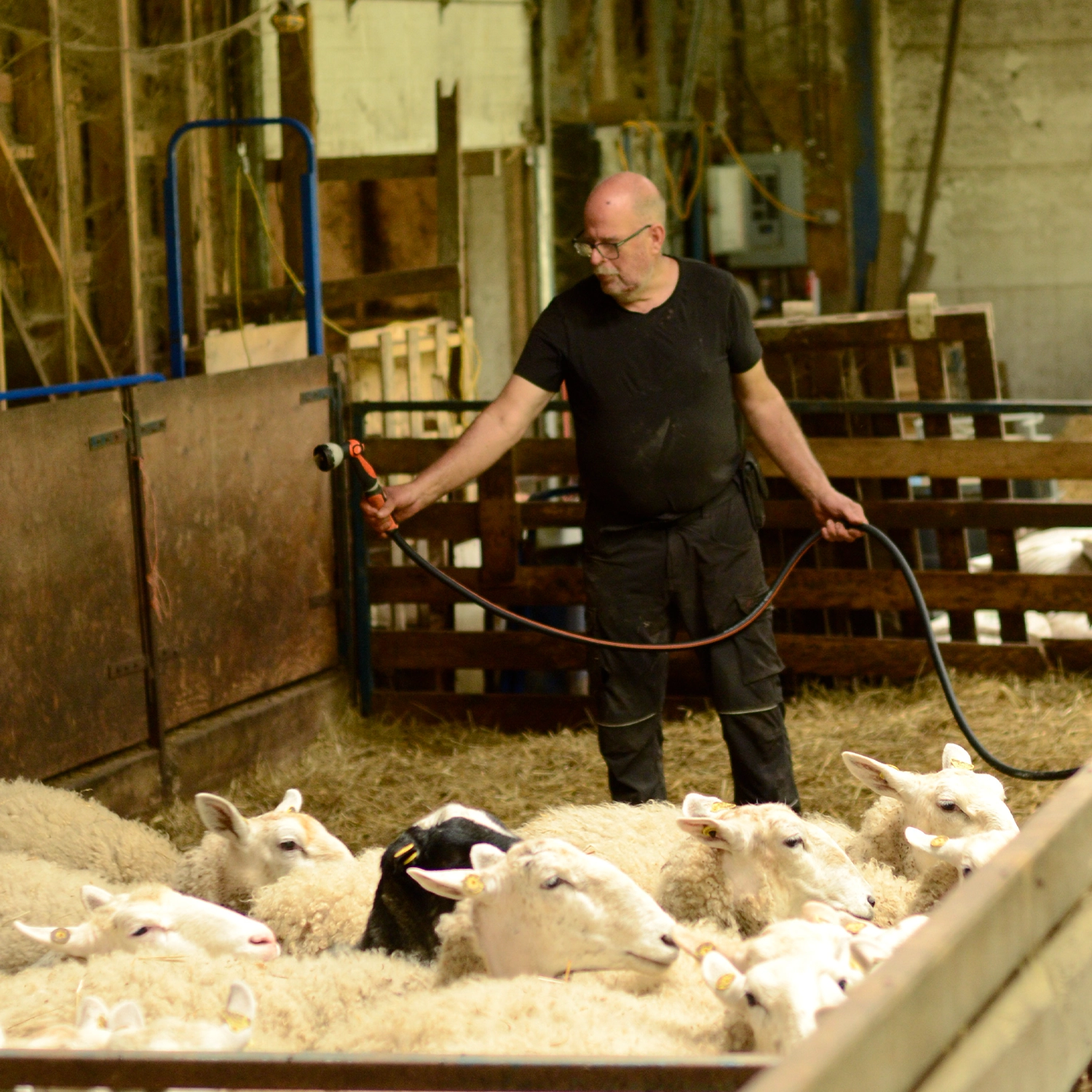 Éleveur au travail auprès de son troupeau de moutons sur litière