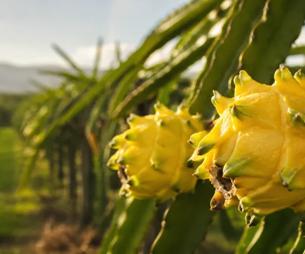 Cultivo de pitahaya amarilla en produccion