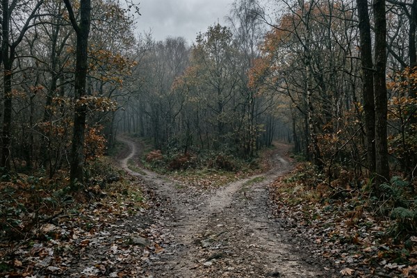Fork in a path through trees under an overcast sky