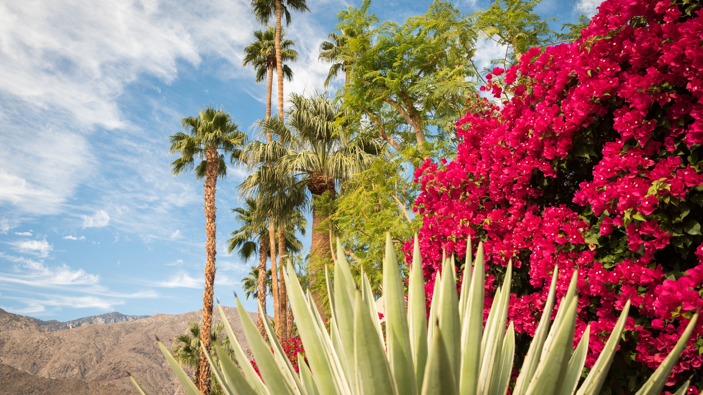 Home Maintenance Checklist for Spring in Palm Springs