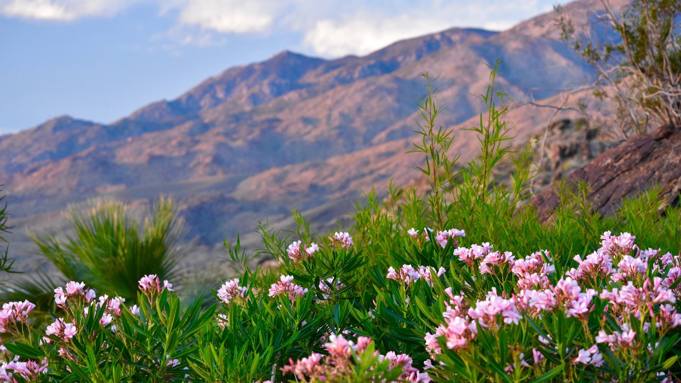 Lifestyle Spotlight: Why Move to Palm Springs?