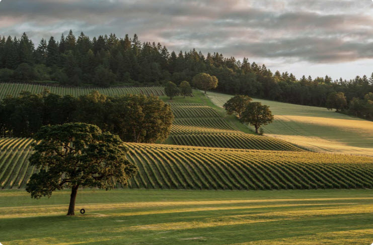 Vineyard rows in the Dundee Hills at golden hour