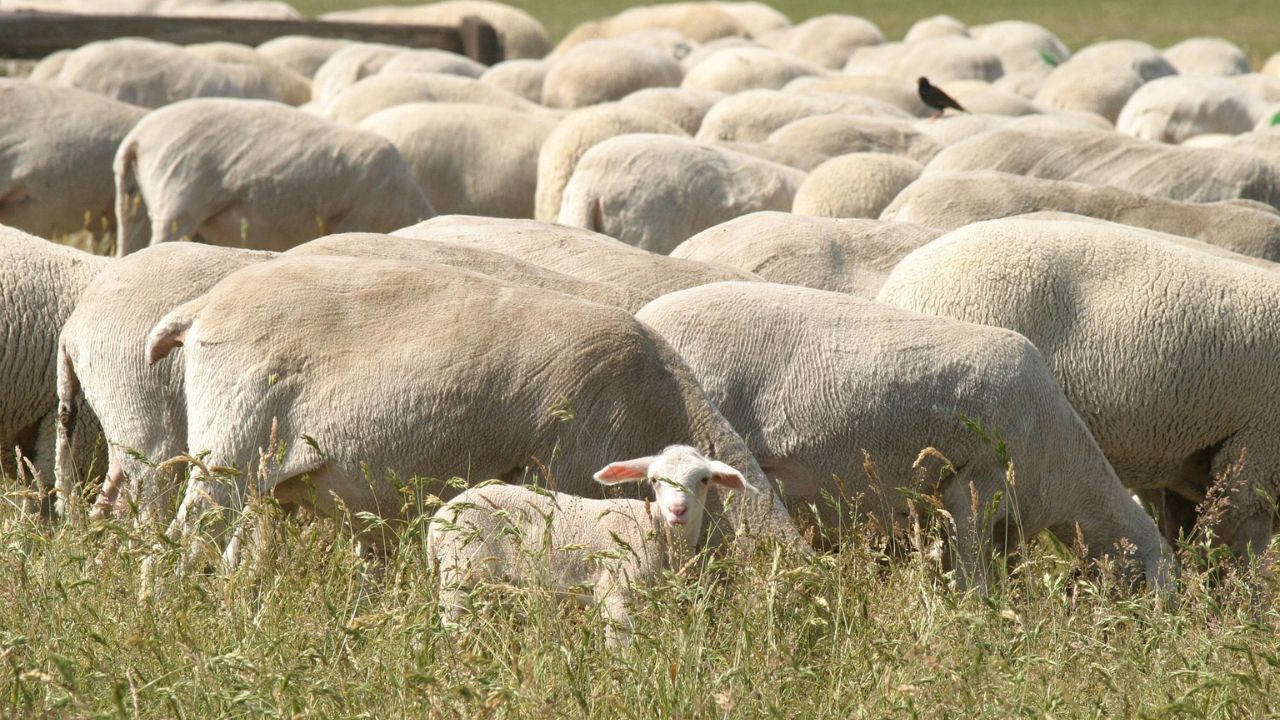 merino ewe with lambs