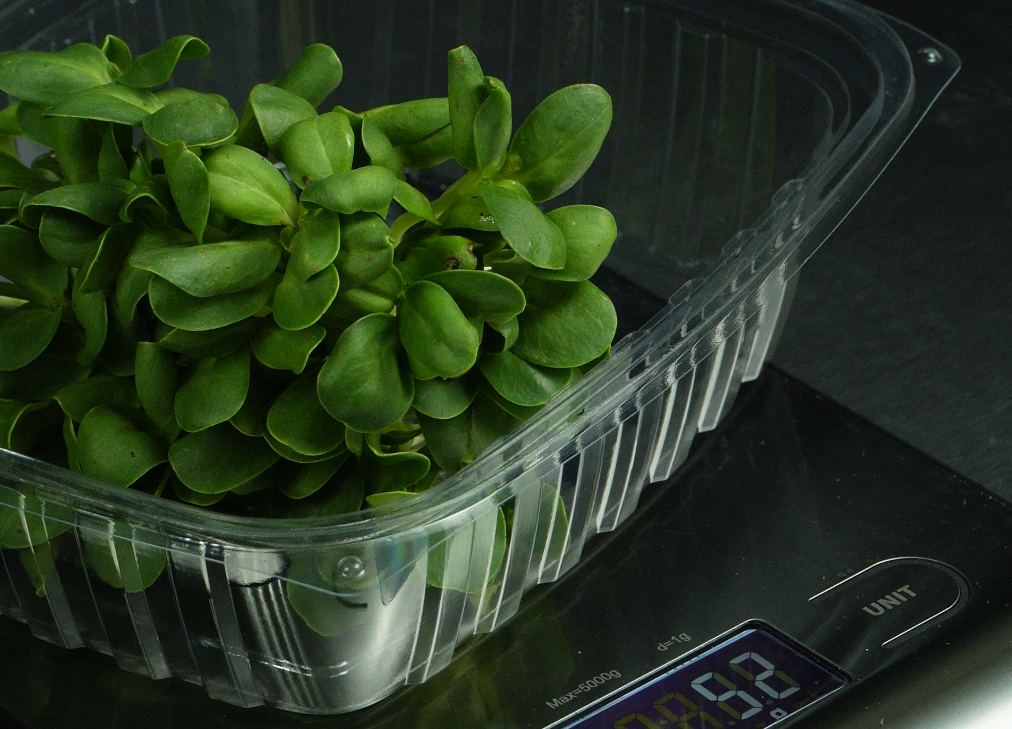 sunflower microgreens