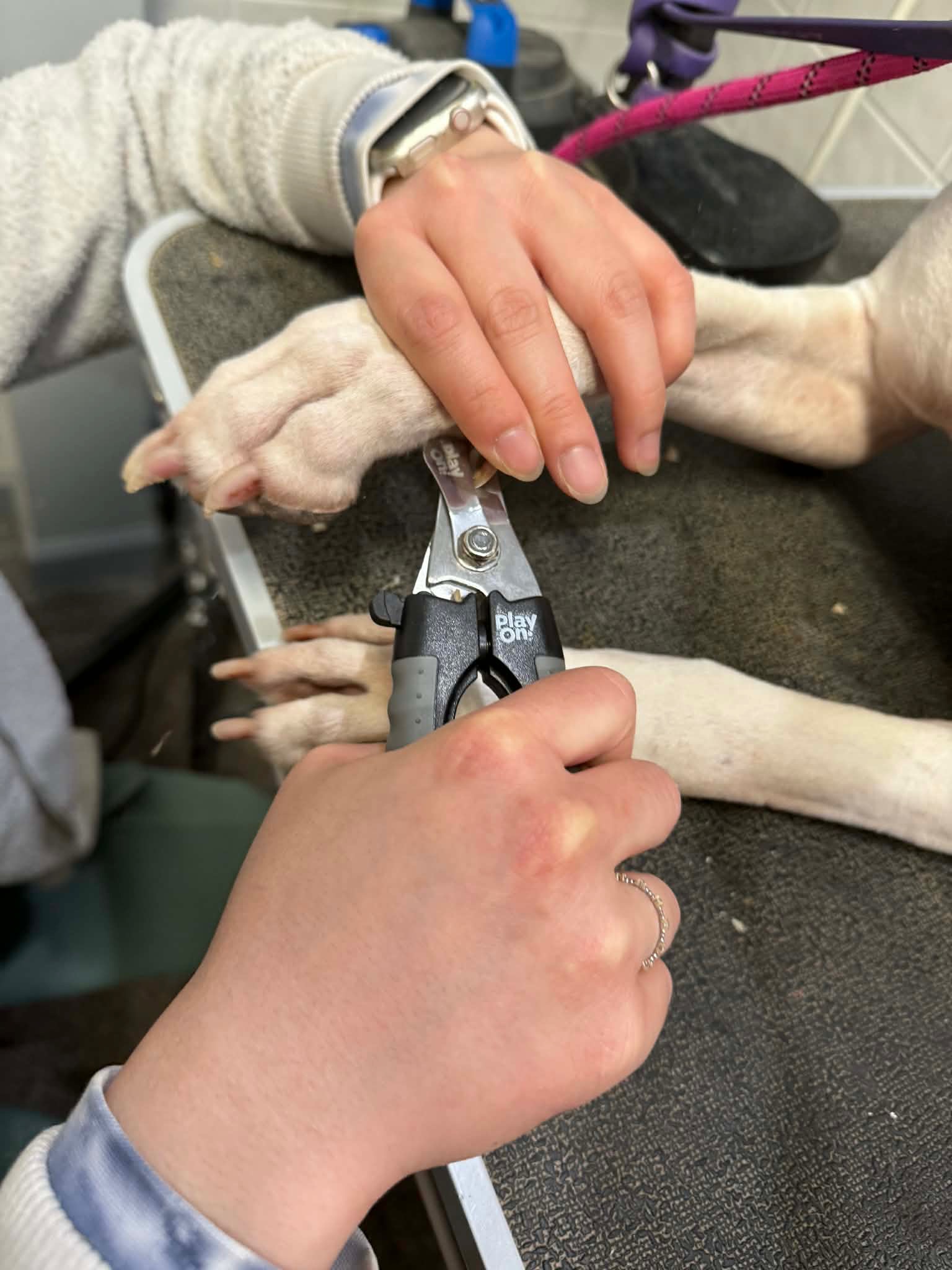 Em clipping a dog's nails with calm handling