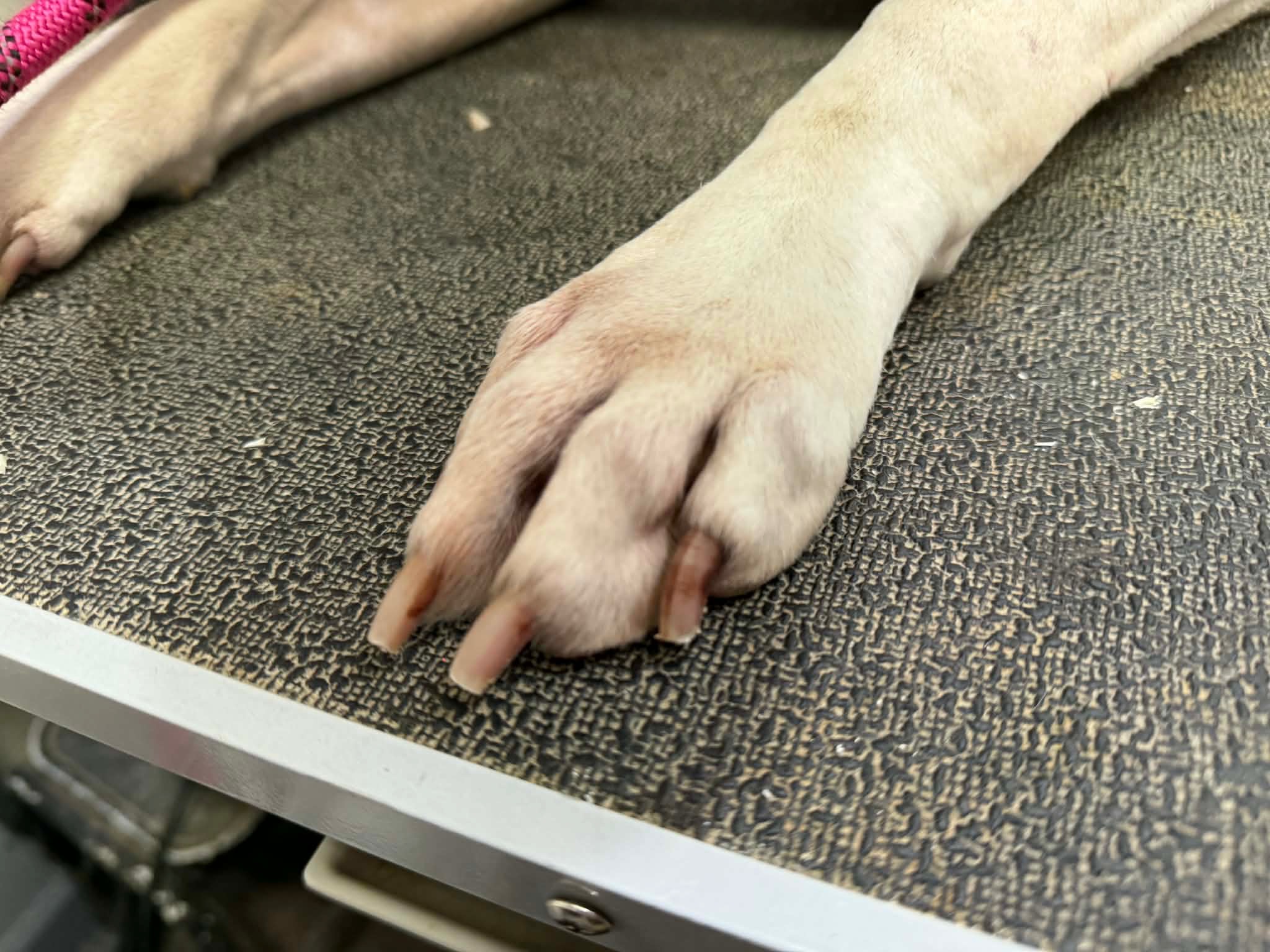 Close-up of dog paw during nail trim appointment