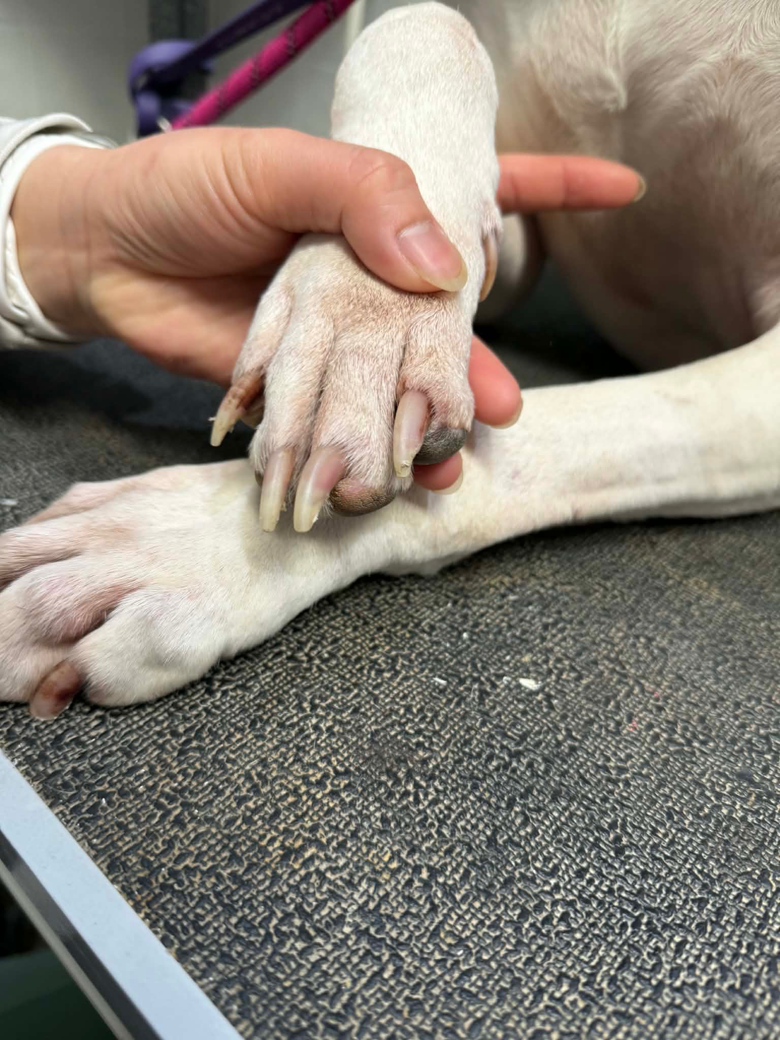 Em gently holding a dog's paw before trimming
