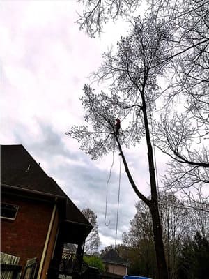 Lot/Land clearance in Memphis TN